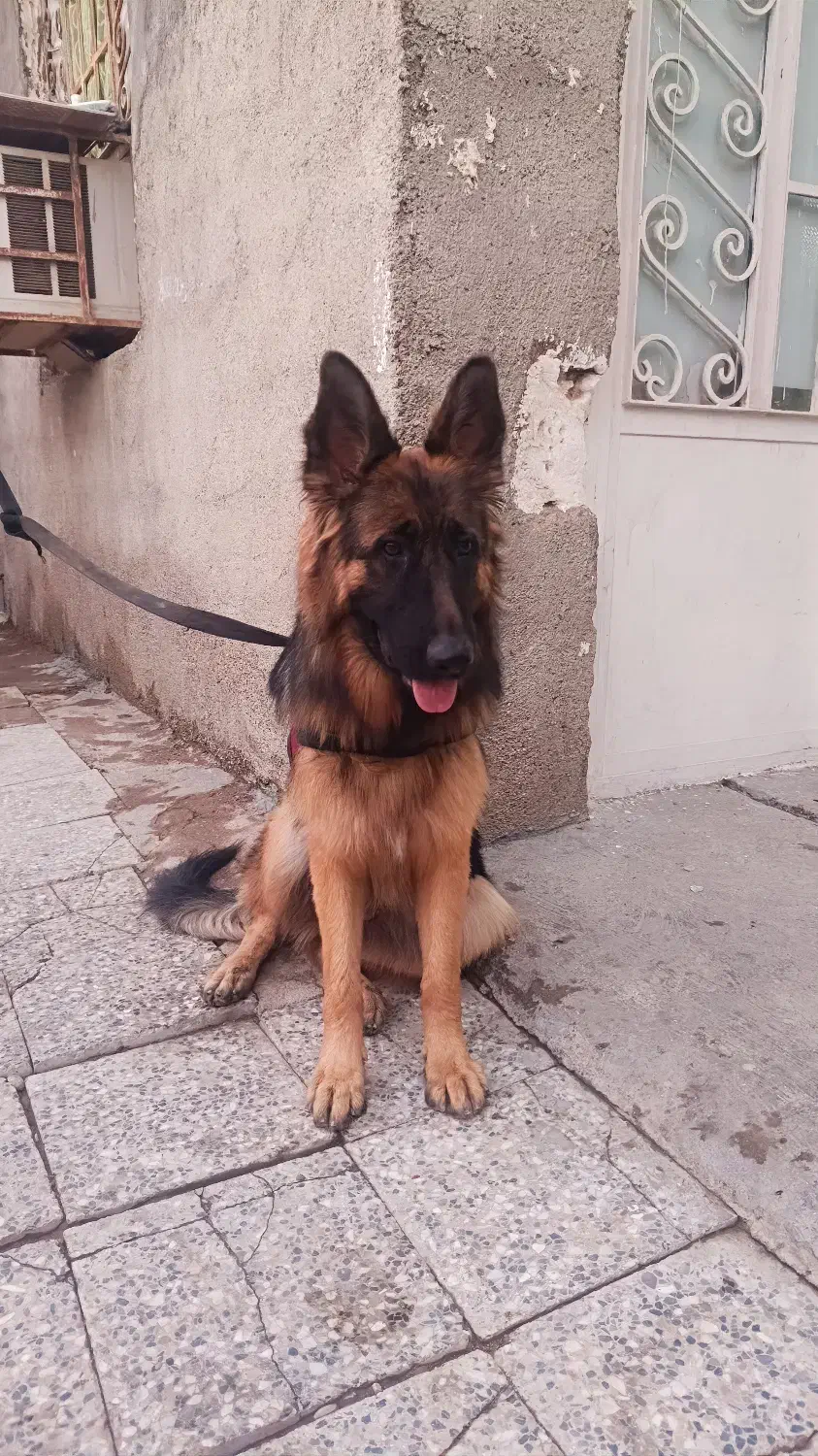 حیوانات خونه|سگ|دزفول, |دیوار