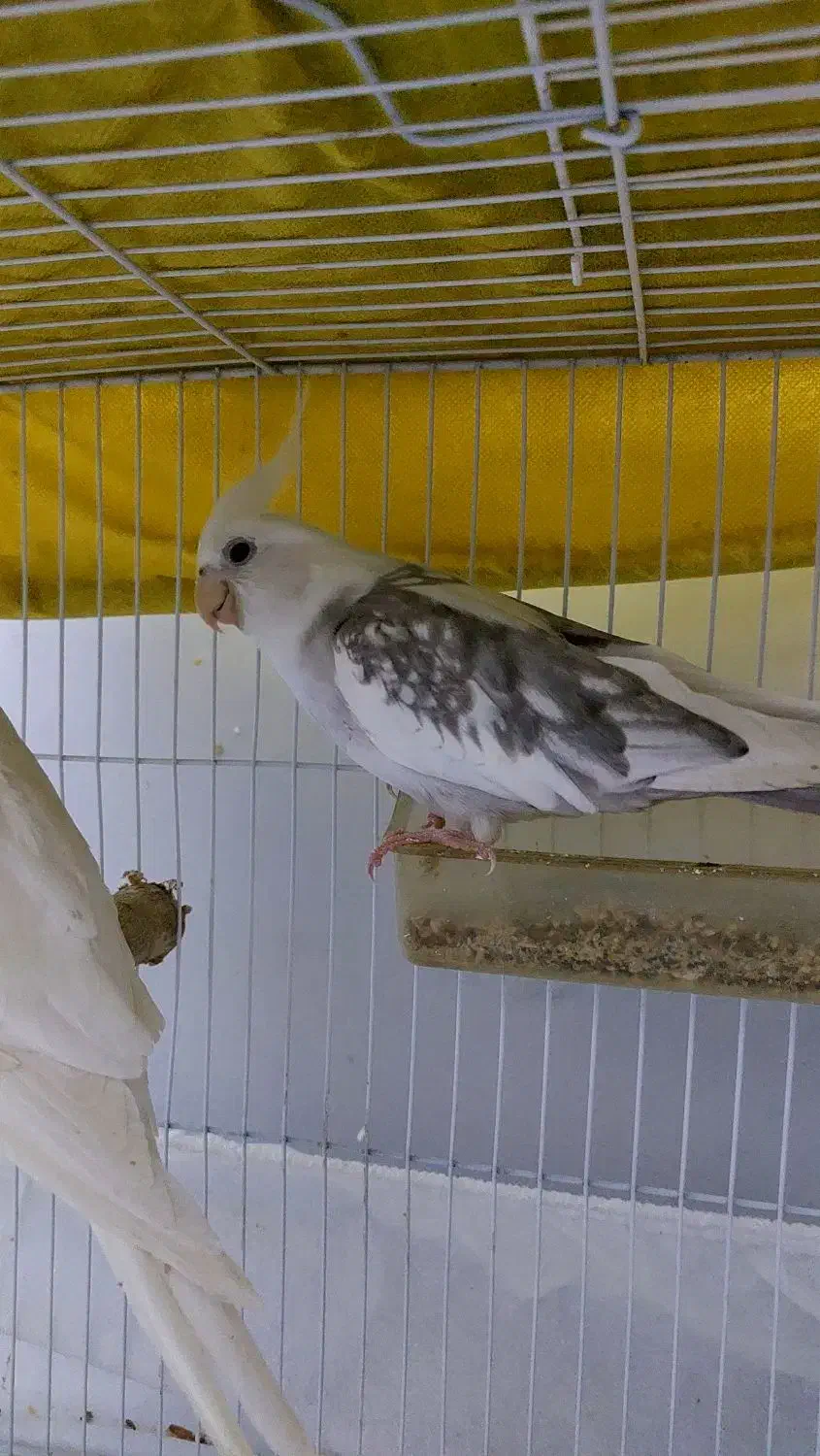 عروس هلندی مولد جفت|پرنده|شیراز, ریاستی|دیوار