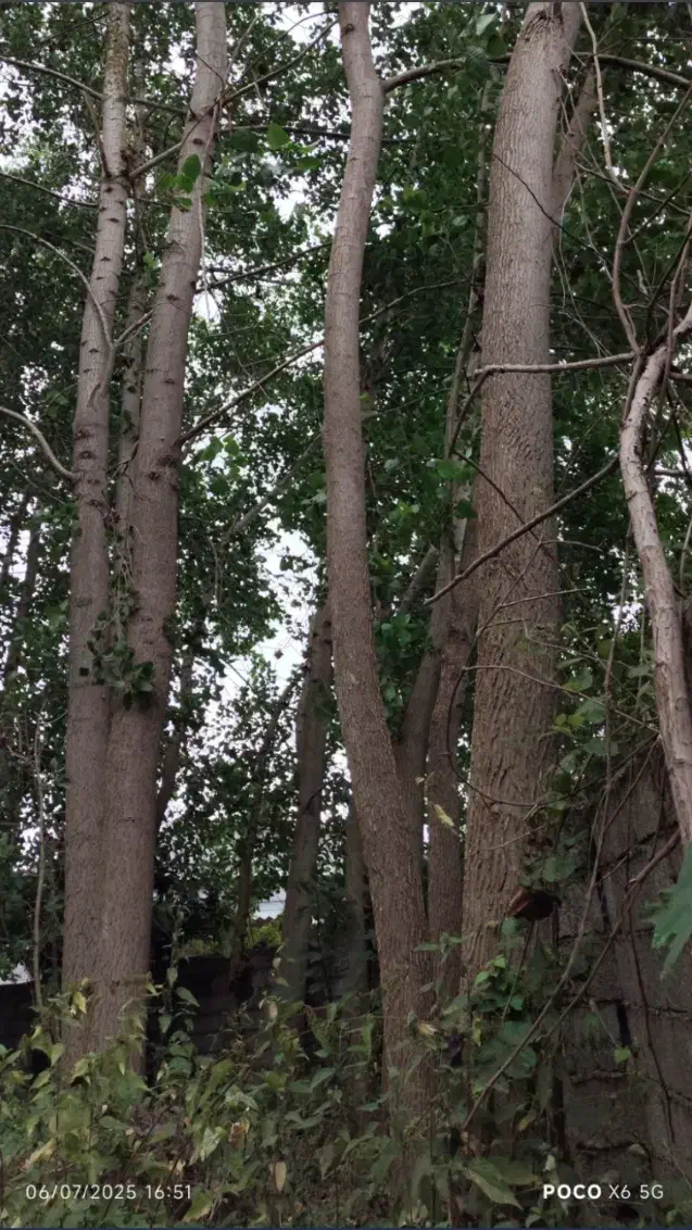 فروش درخت ۱۵ ساله صنوبر|گل و گیاه طبیعی|رودبنه, |دیوار