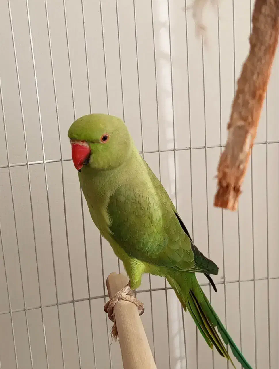 طوطی ملنگو ماده|پرنده|لاهیجان, کوی آزادگان|دیوار