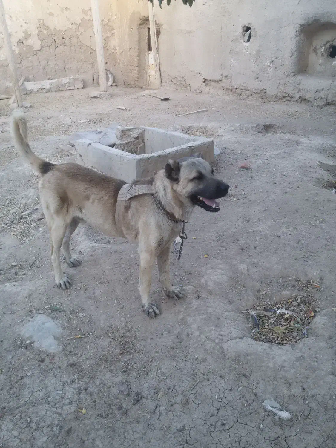 چهار ساله|سگ|کبودرآهنگ, |دیوار