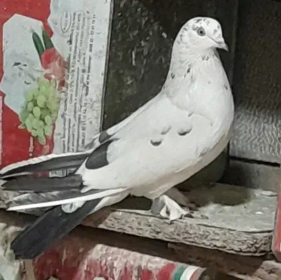 سفید دم سیاه|پرنده|لاران, |دیوار