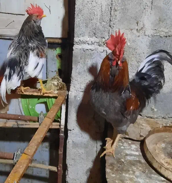 خروس|حیوانات مزرعه|بوشهر, |دیوار