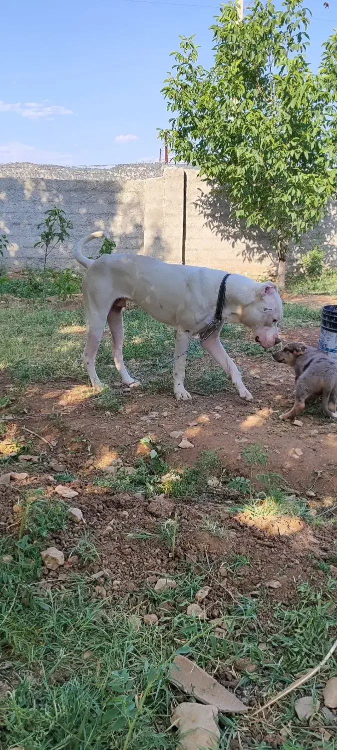 سگ داگو|سگ|ایلام, |دیوار