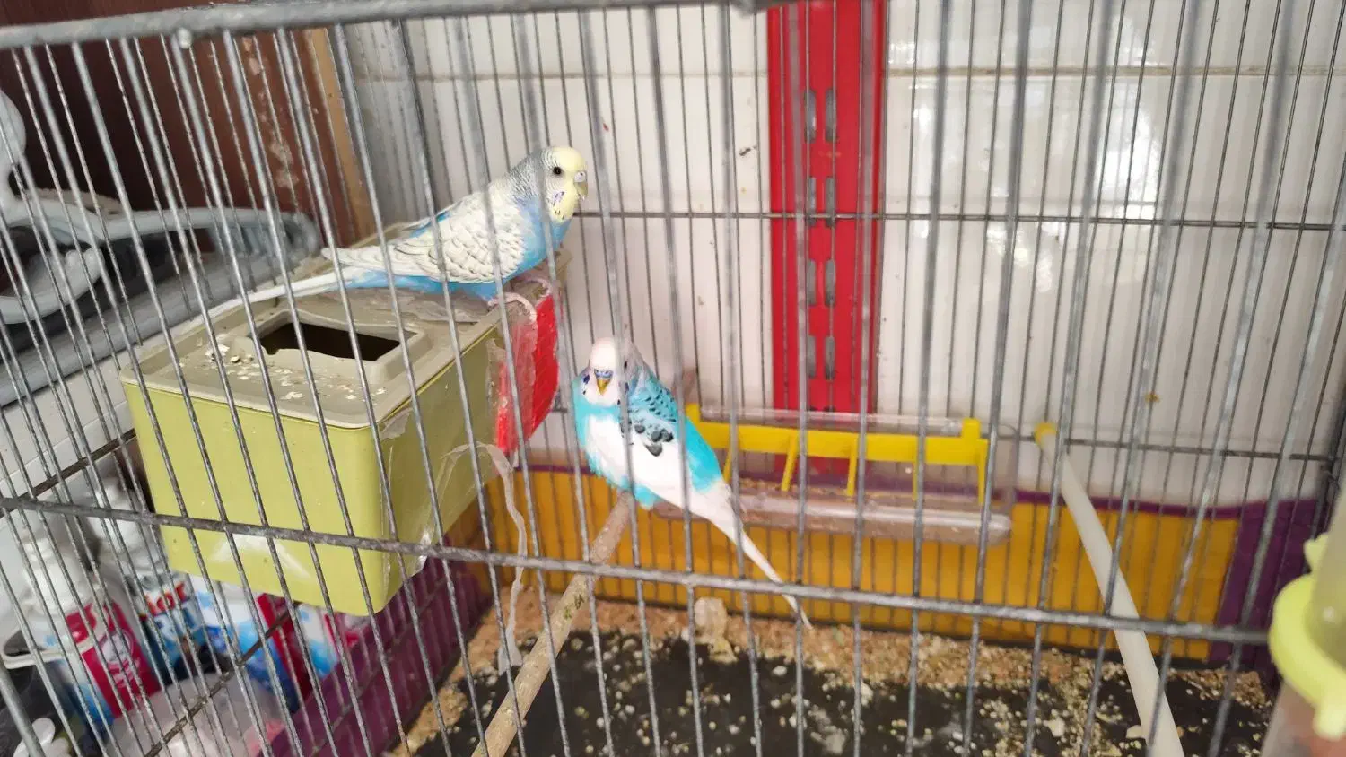 مرغ عشق رنگین کمانی|پرنده|قم, هفت تیر|دیوار