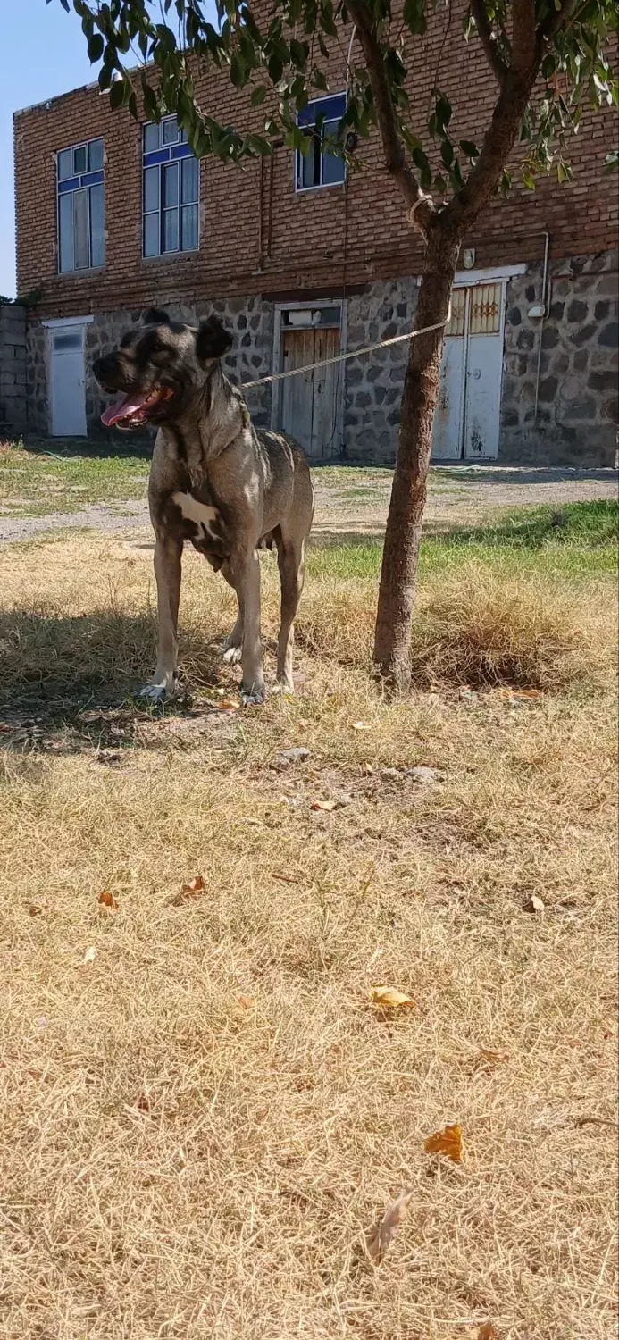 ماده سرابی|سگ|مشگین شهر, |دیوار