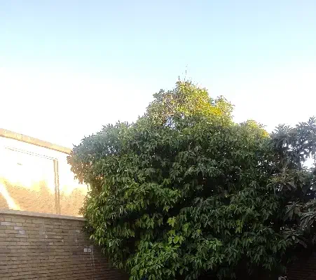 فروش خانه در محله سنگ سیاه|فروش زمین و ملک کلنگی|شیراز, سیاه سنگ|دیوار