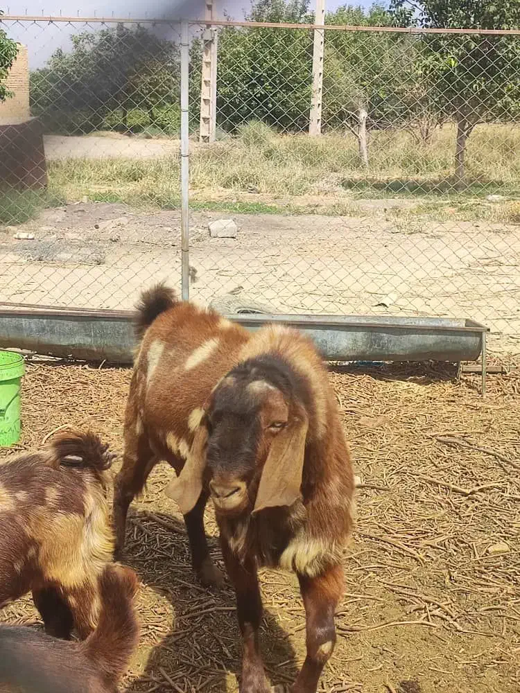 بز پاکستانی|حیوانات مزرعه|خنداب, |دیوار