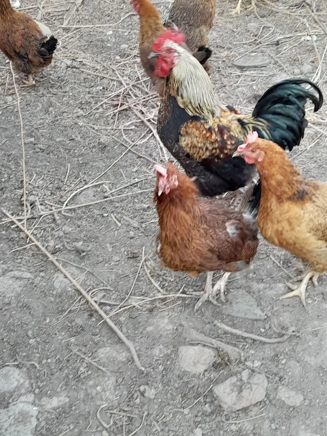 فروش مرغ تخم گذار|حیوانات مزرعه|نقده, |دیوار