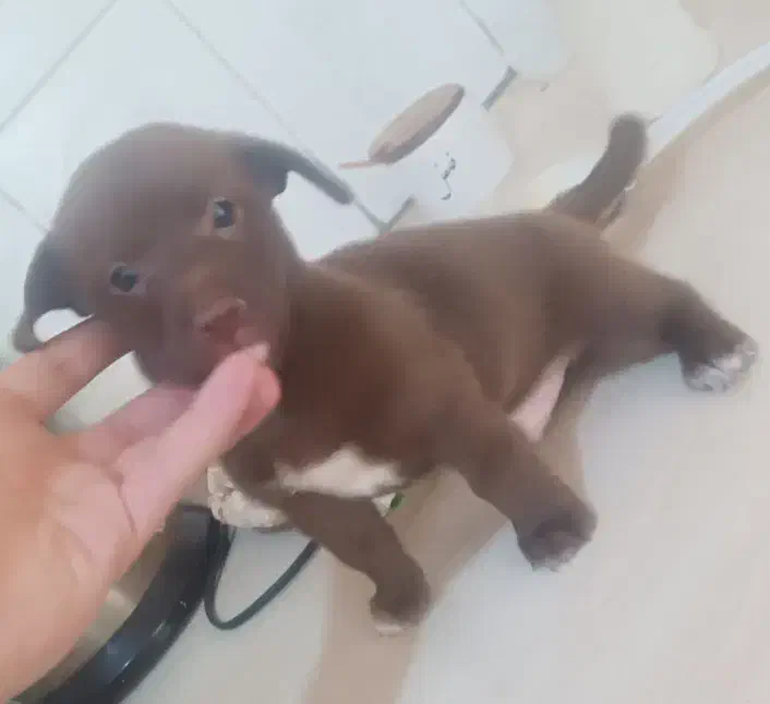 توله باهوش زرنگ آپارتمانی|سگ|نیشابور, هفده شهریور|دیوار