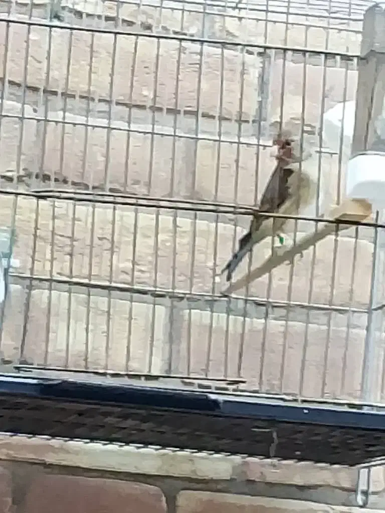 سقا وسهره قناری|پرنده|کرمان, |دیوار