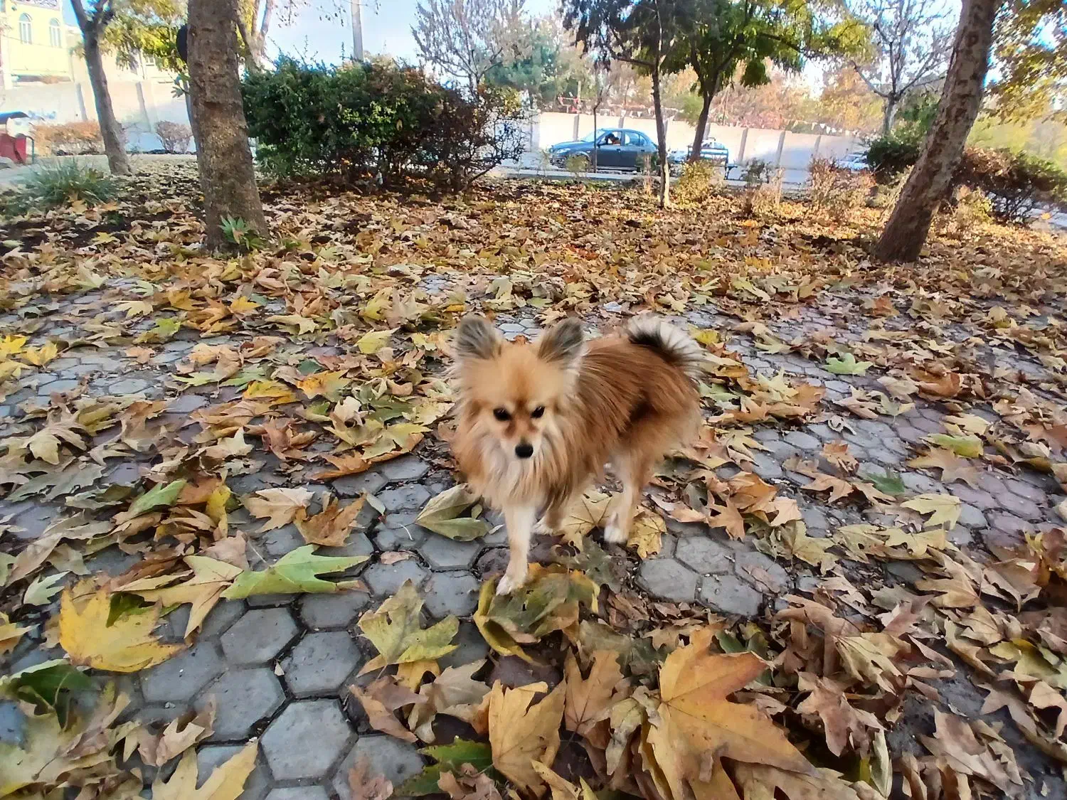 سگ پامر|سگ|کرج, حیدرآباد|دیوار