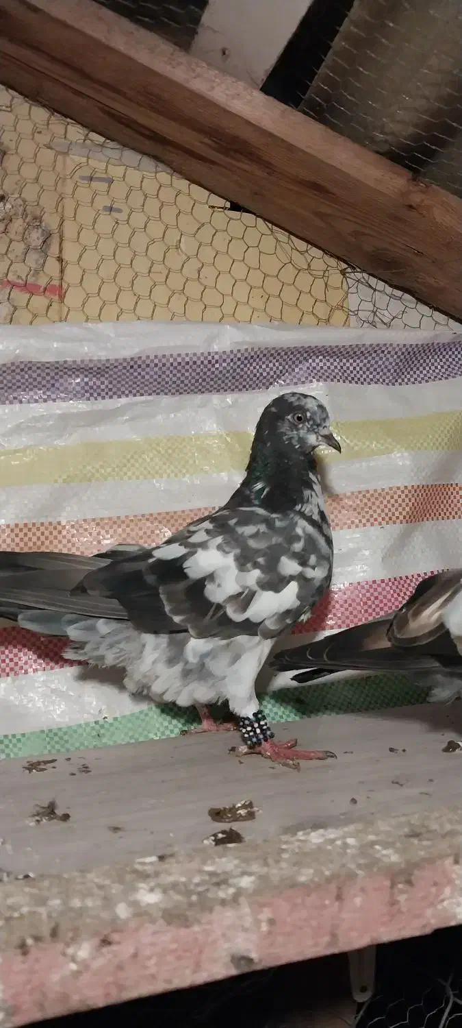 پرنده کبوتر ساعت بالا|پرنده|رامسر, |دیوار