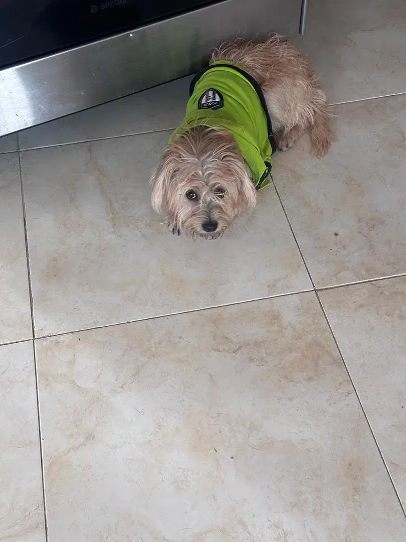 سگ شیتزو|سگ|رباط‌کریم, رباط‌کریم|دیوار