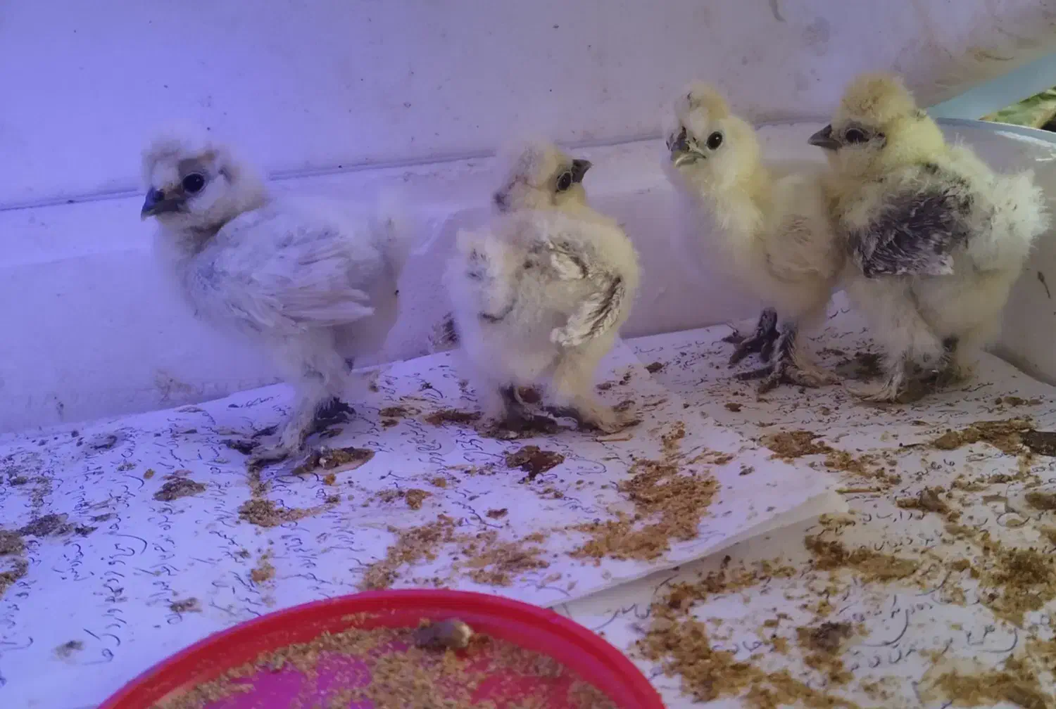 جوجه ابریشمی ۱۰ روزه قیمت برای هر عدد هست|حیوانات مزرعه|تهران, صد دستگاه|دیوار