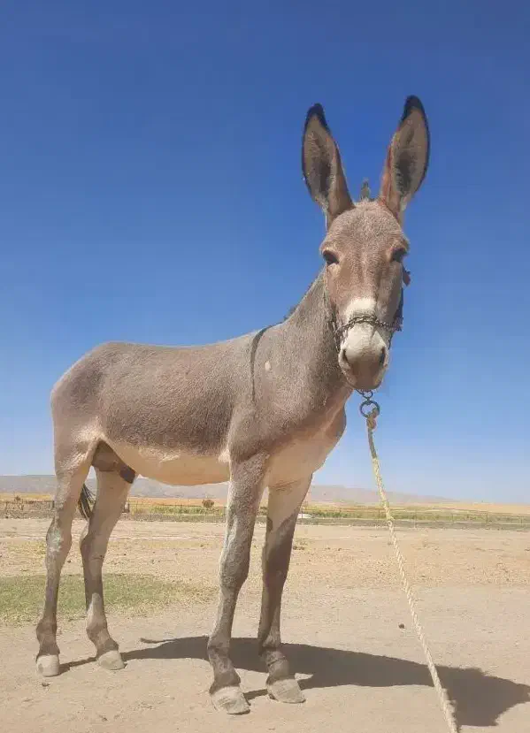 فروشی|حیوانات مزرعه|پاتاوه, |دیوار