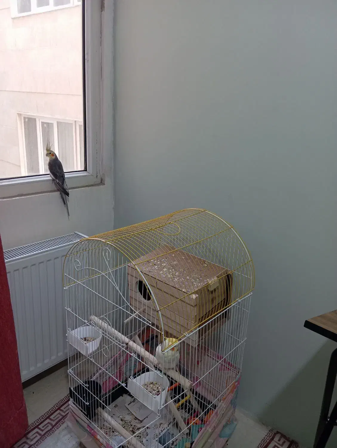 یک جفت عروس هلندی نر و ماده سالم با وسایل|پرنده|کهریزک, |دیوار