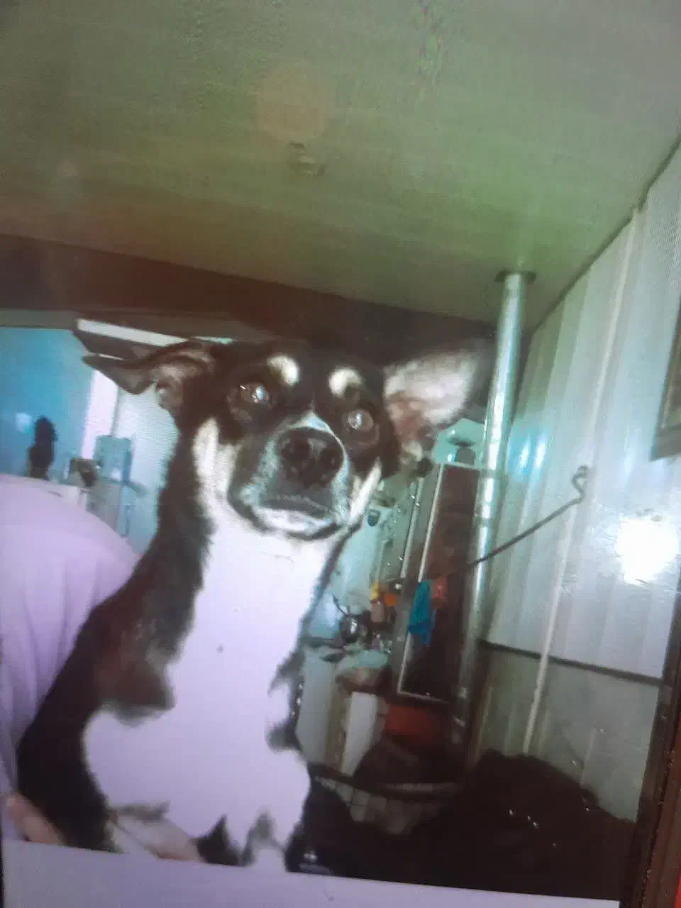 دزدیدن شدن سگ جسی ادش ورومینا|حیوانات|لنجان, |دیوار