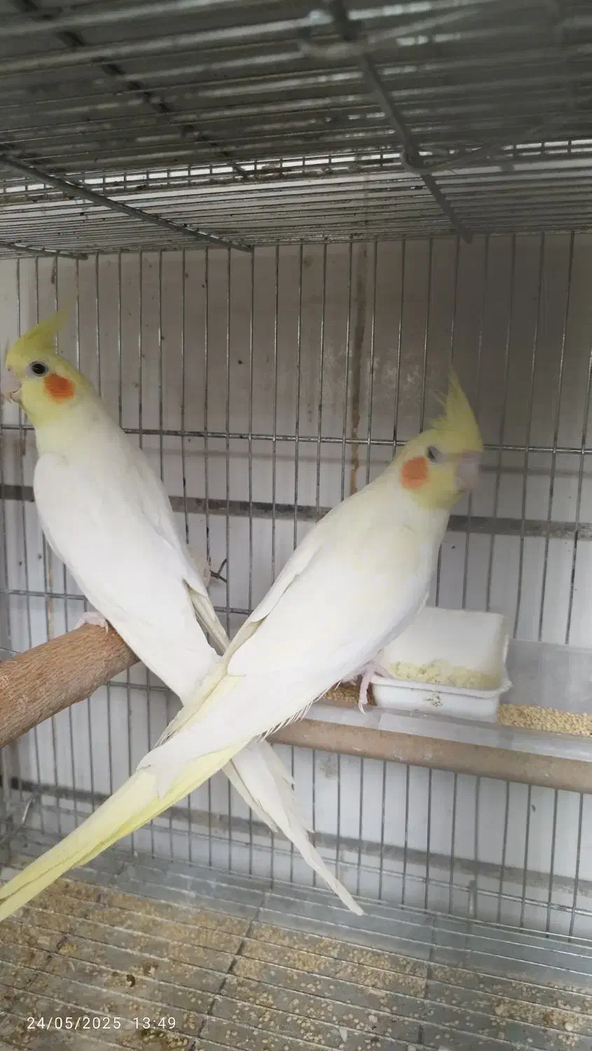 عروس پاریس ، عروس هلندی ، طوطی عروس|پرنده|ایذه, |دیوار