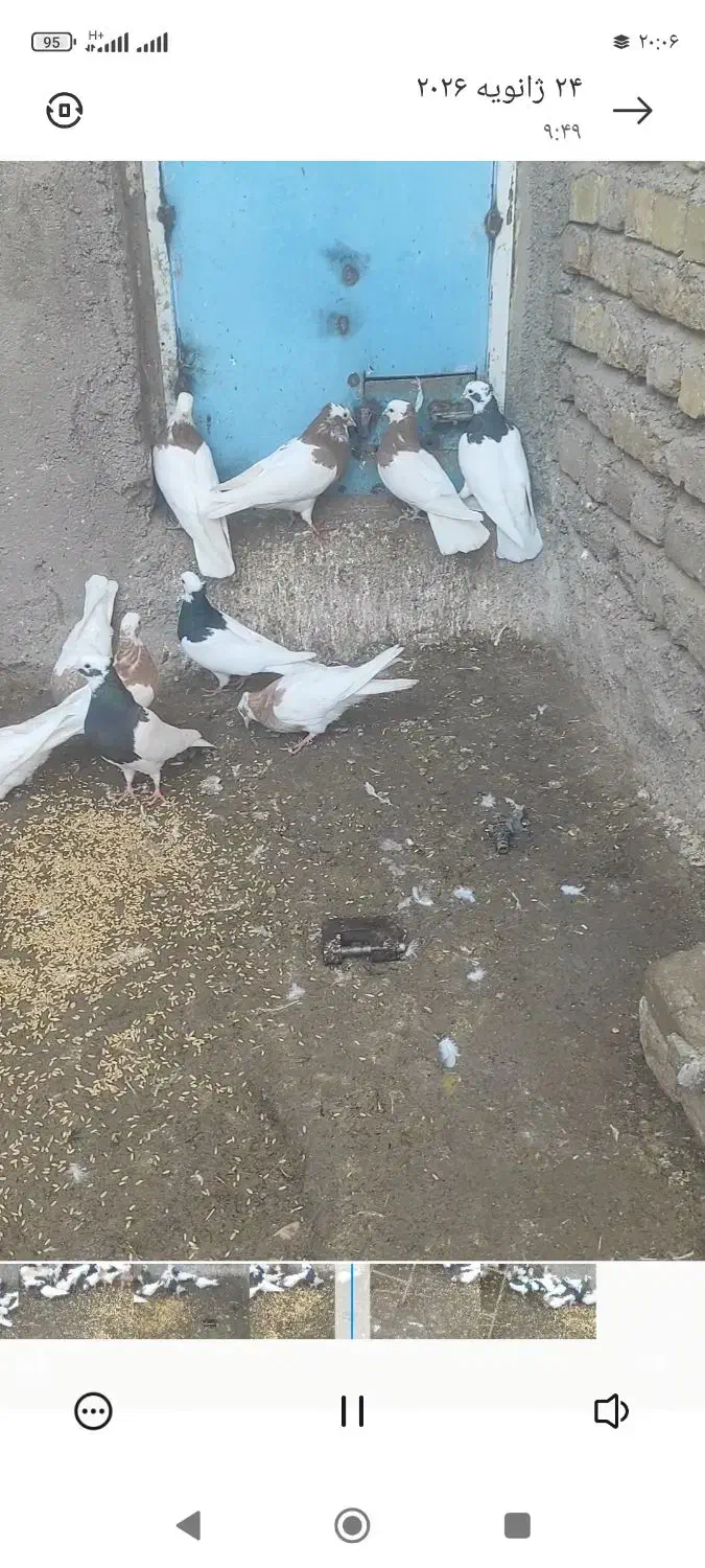 کبوتر طوقی  پرنده|پرنده|اسفرورین, |دیوار