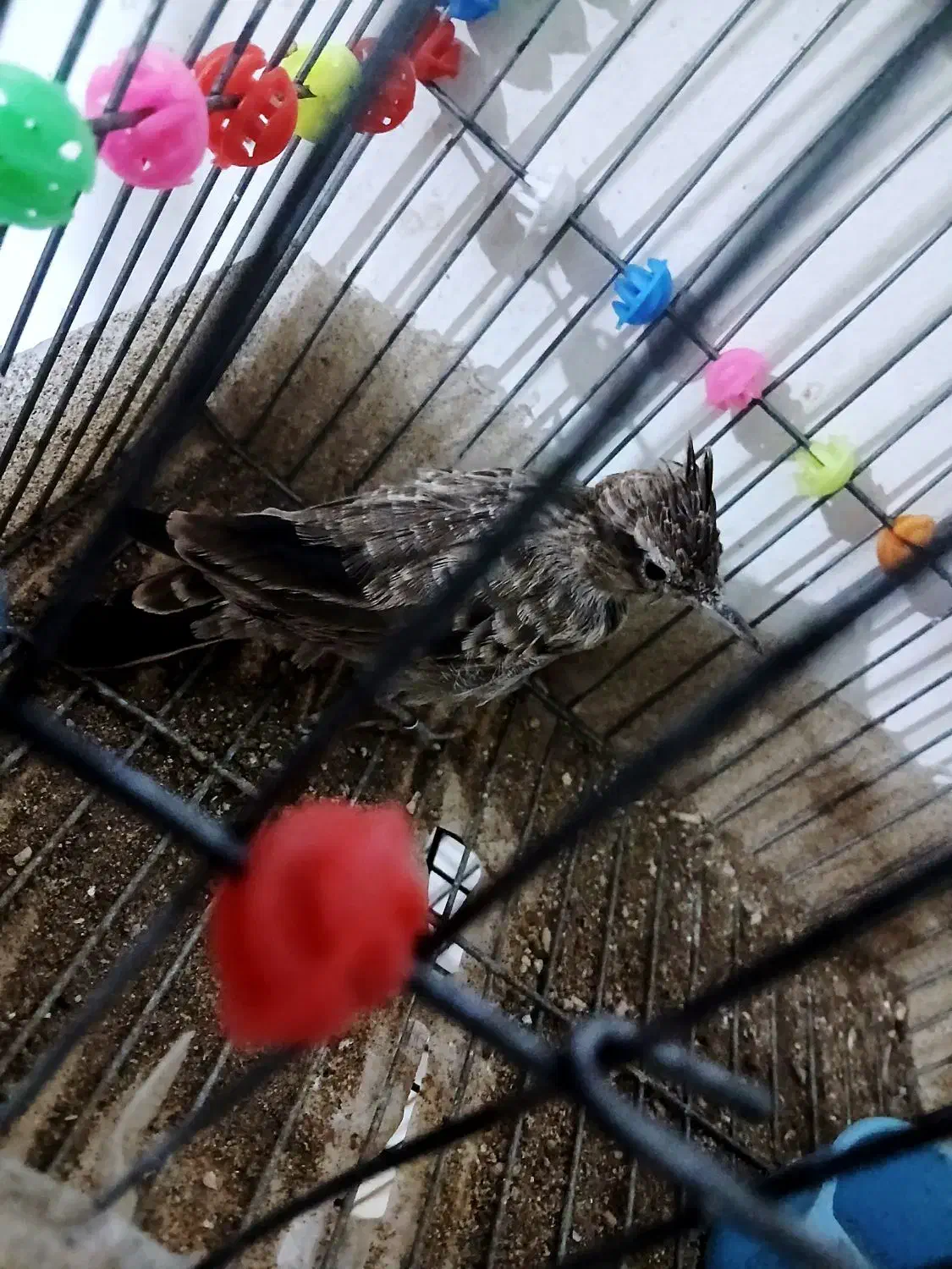 طوطی|پرنده|فولادشهر, B1|دیوار