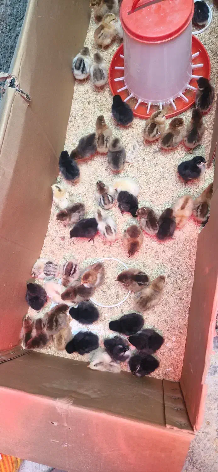 جوجه محلی پنج روزه 45تومان|حیوانات مزرعه|دهدشت, |دیوار