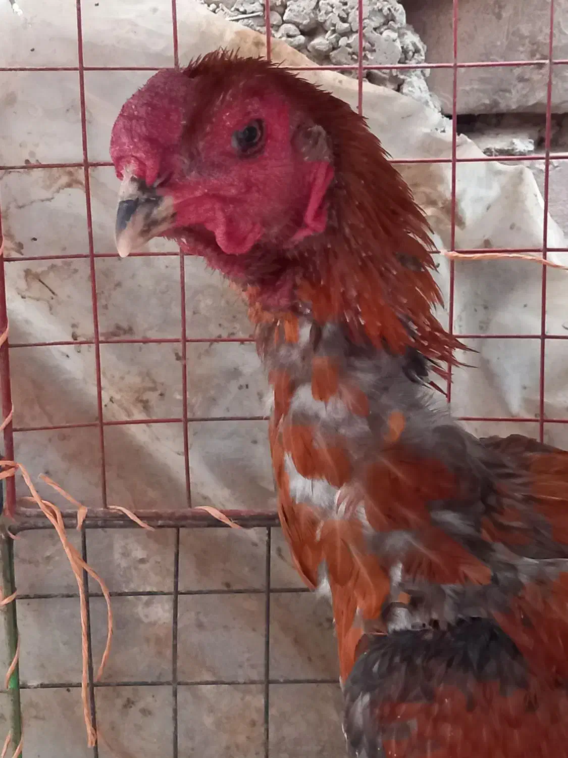 خروس فروشی|حیوانات مزرعه|ایرانشهر, |دیوار