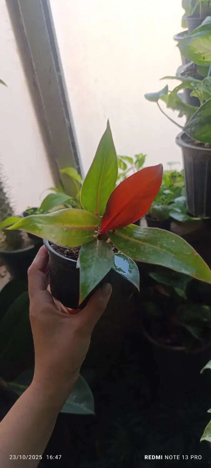 فیلندرون|گل و گیاه طبیعی|اهواز, فاز ۱ پادادشهر|دیوار