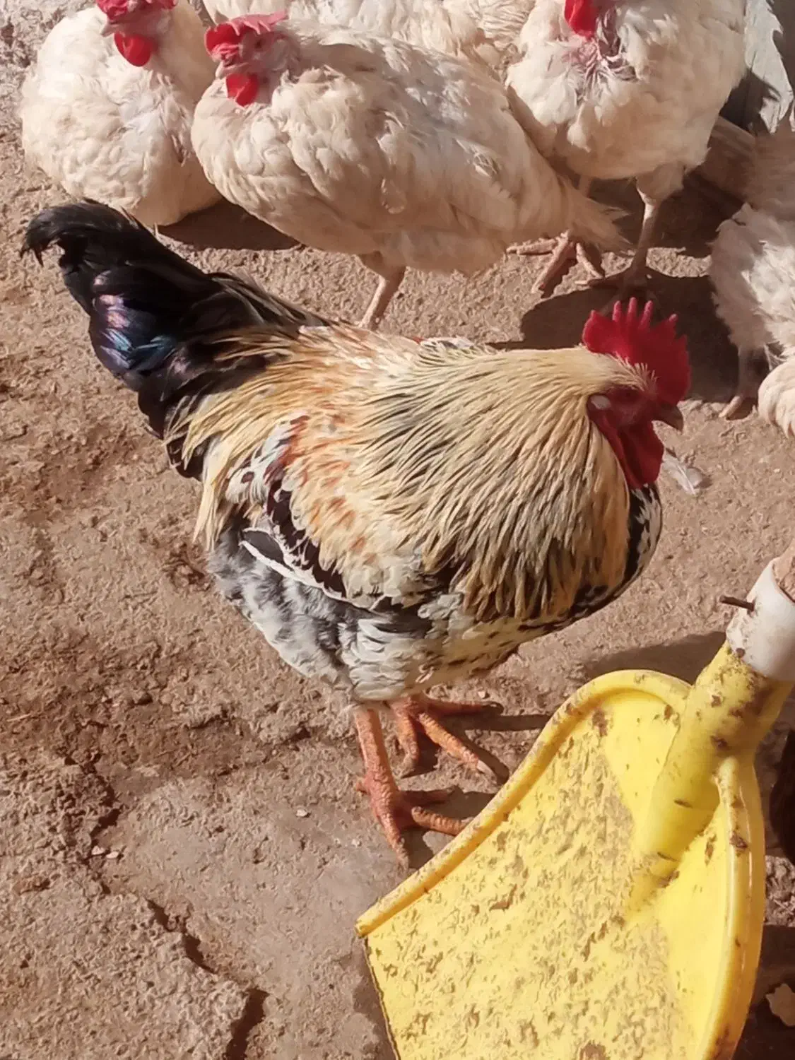 خروس|پرنده|باروق, |دیوار