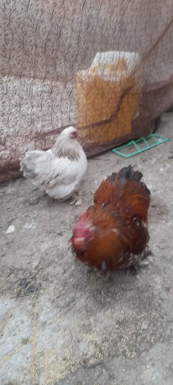 یک جفت مرغ و خروس کوشین|حیوانات مزرعه|تربت جام, امام|دیوار