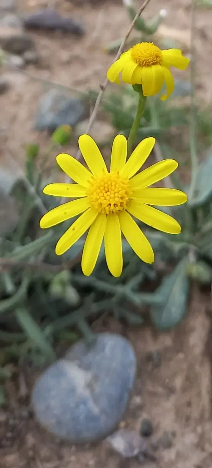 English support group|خدمات آموزشی|قم, قم نو|دیوار