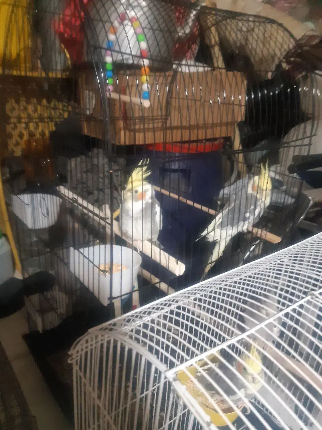 عروس هلندی|پرنده|زنجان, |دیوار