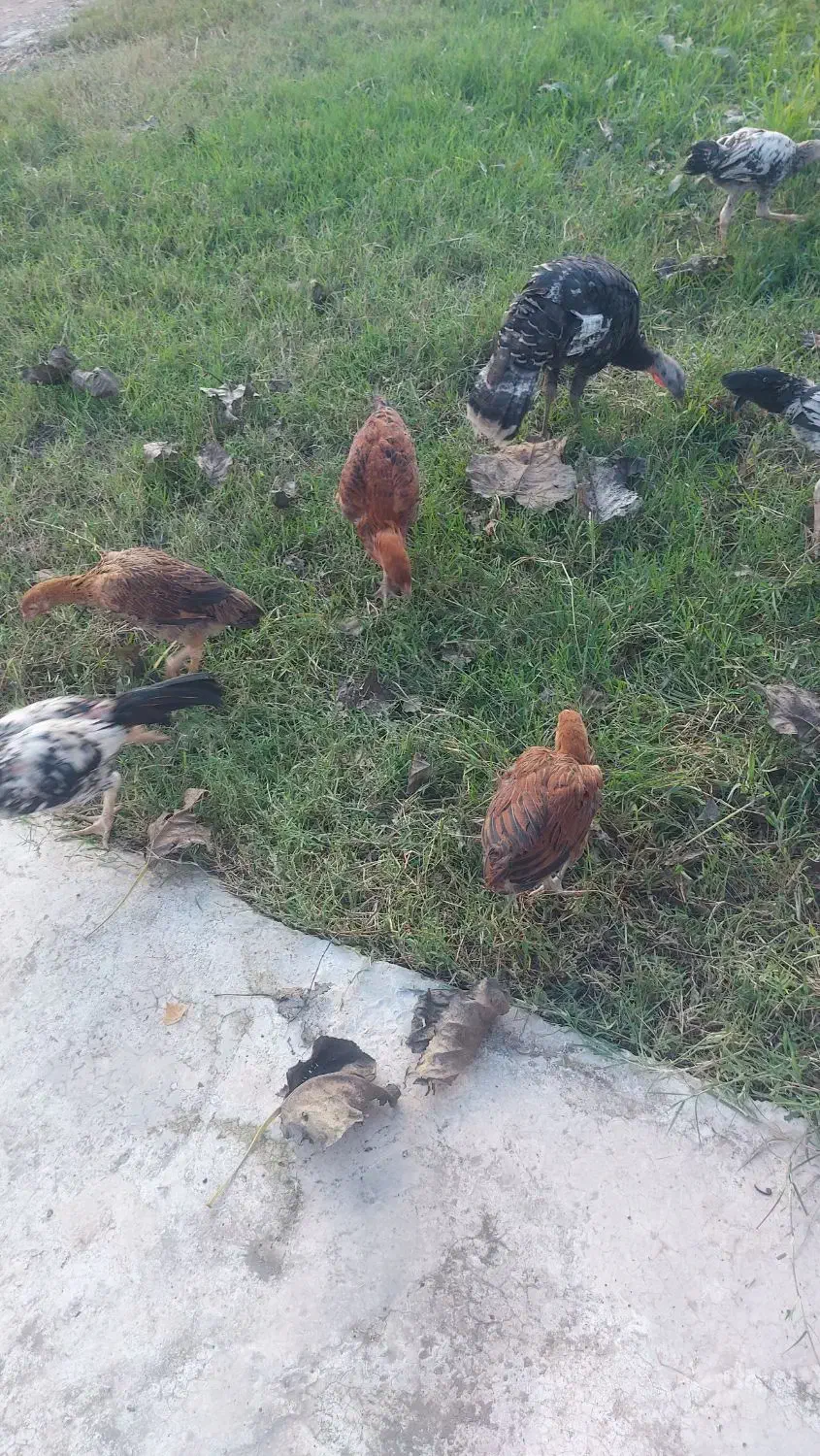 واکسن خورده سلام|حیوانات مزرعه|سنگر, |دیوار