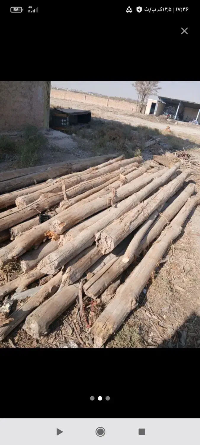 از سقف دراومده سالم وپوسی همون دام تیری خریداریم|خدمات باغبانی و درختکاری|دشتابی, |دیوار