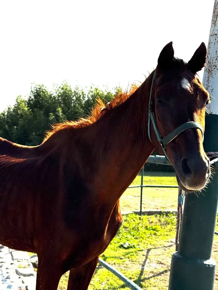 اسب نریون|اسب و تجهیزات اسبسواری|بندرعباس, |دیوار