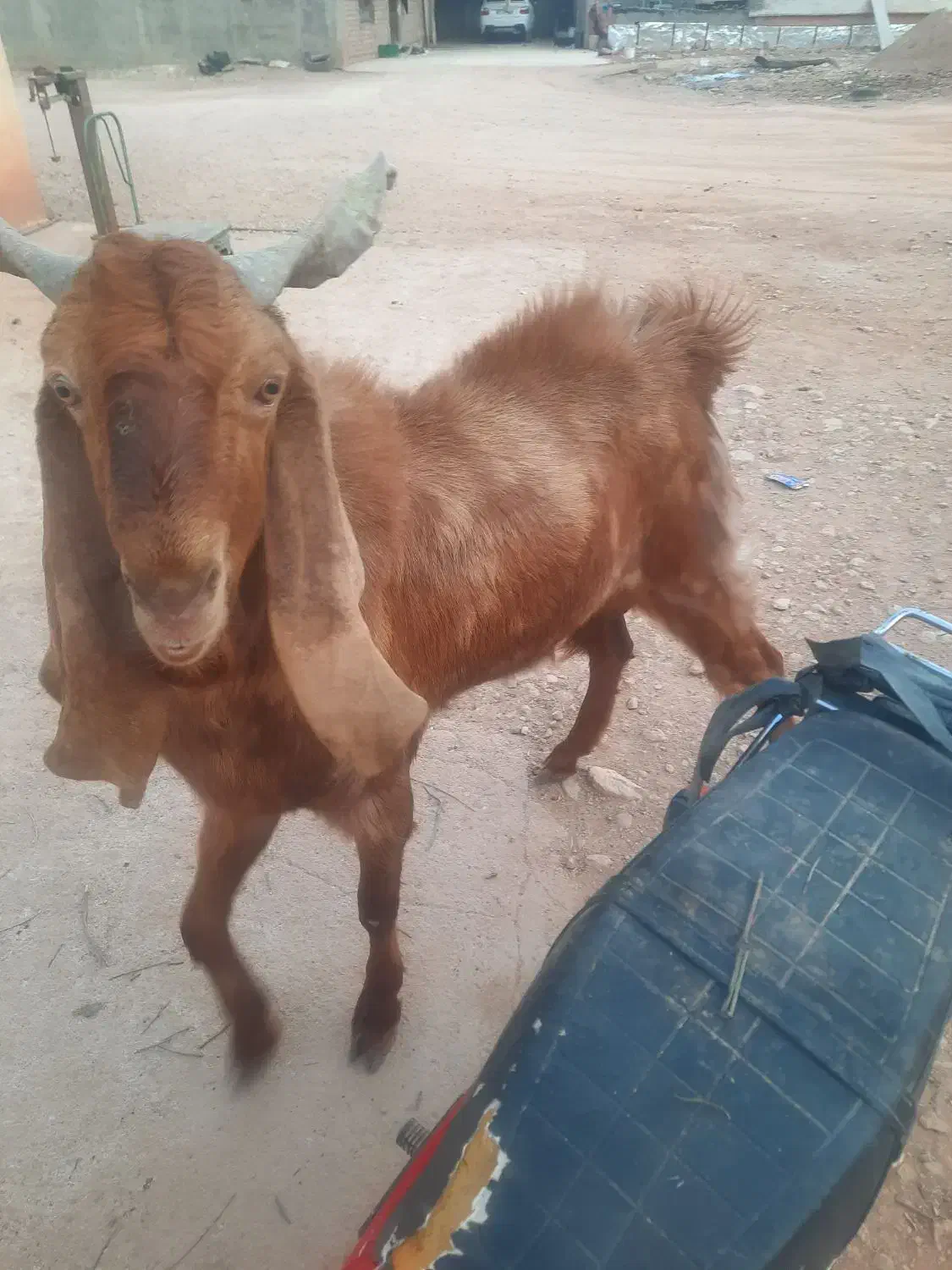 کهره نر ۱ ساله داشتی|حیوانات مزرعه|سیمکان, |دیوار