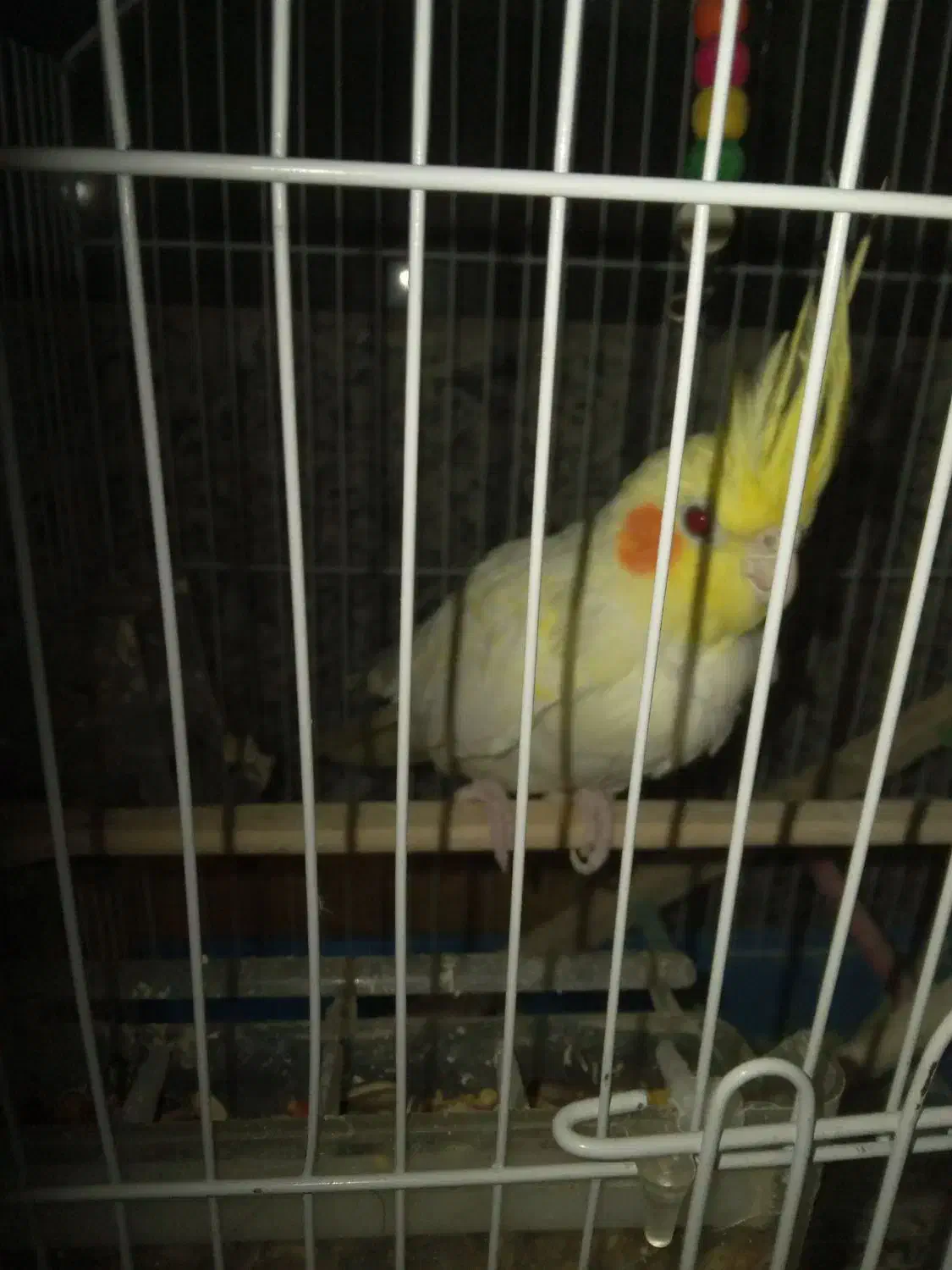 عروس هلندی ماده همراه قفس بزرگ|پرنده|فولادشهر, A2|دیوار