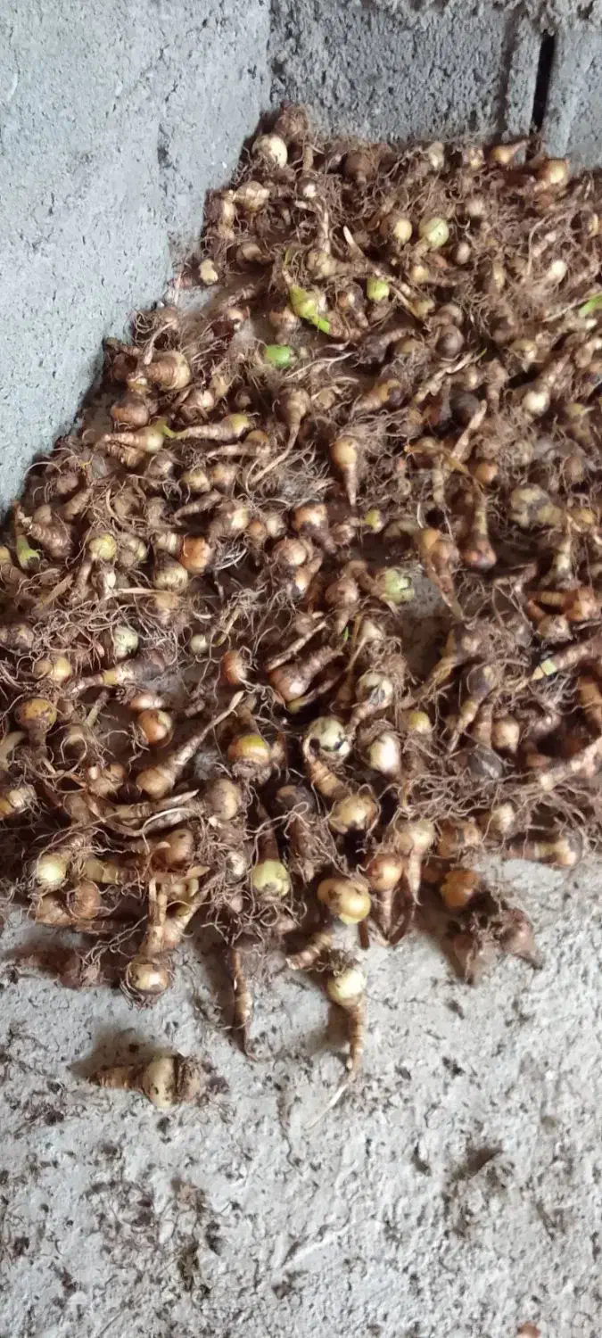 پیاز گل دانه برفی یا زنگوله|گل و گیاه طبیعی|لاهیجان, بازکیاگوراب|دیوار