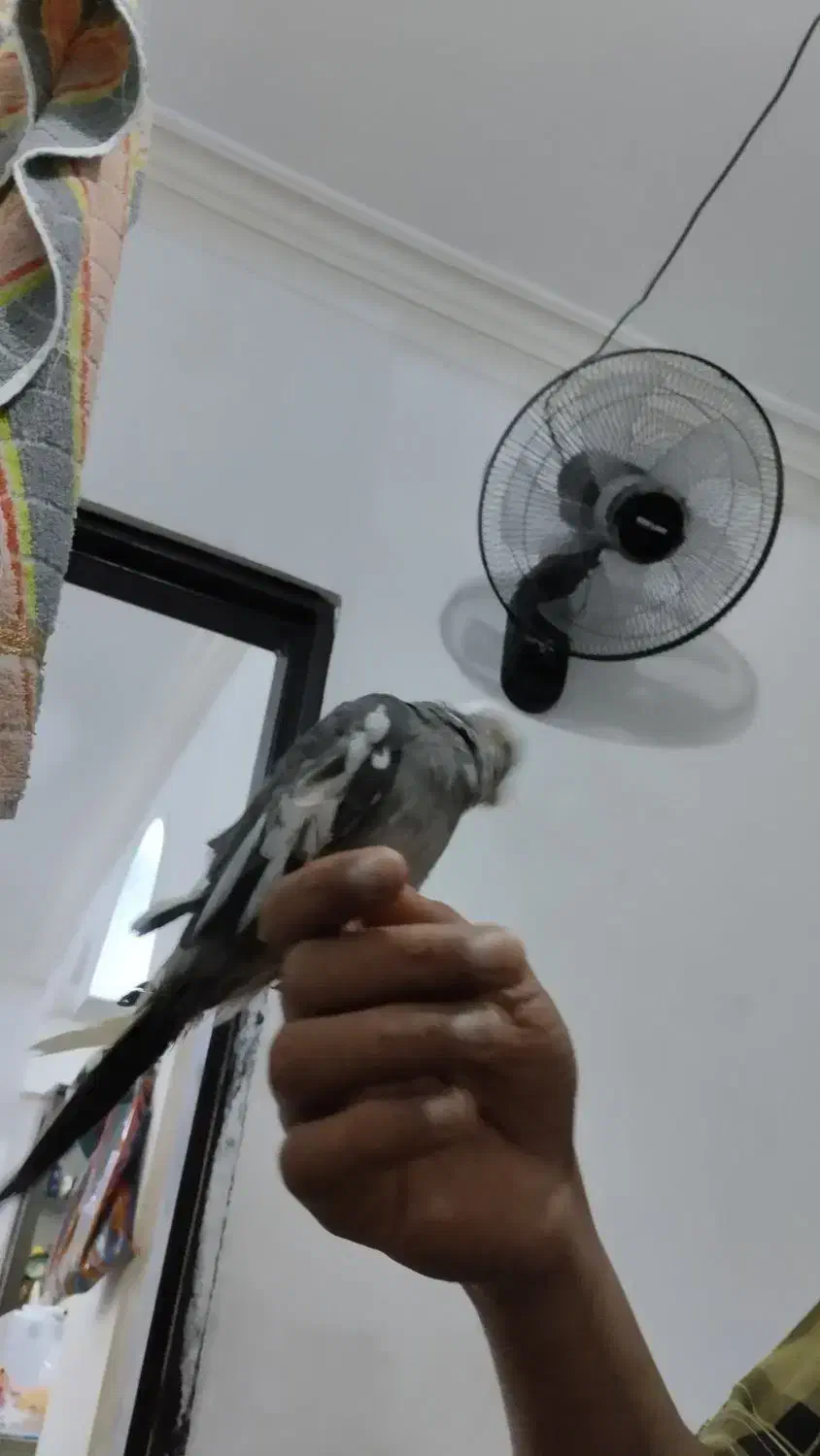 عروس نر سخنگو|پرنده|قشم, |دیوار