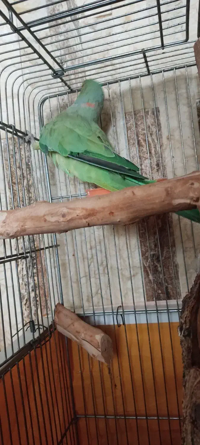 طوطی ملنگو|پرنده|اصفهان, کردآباد|دیوار