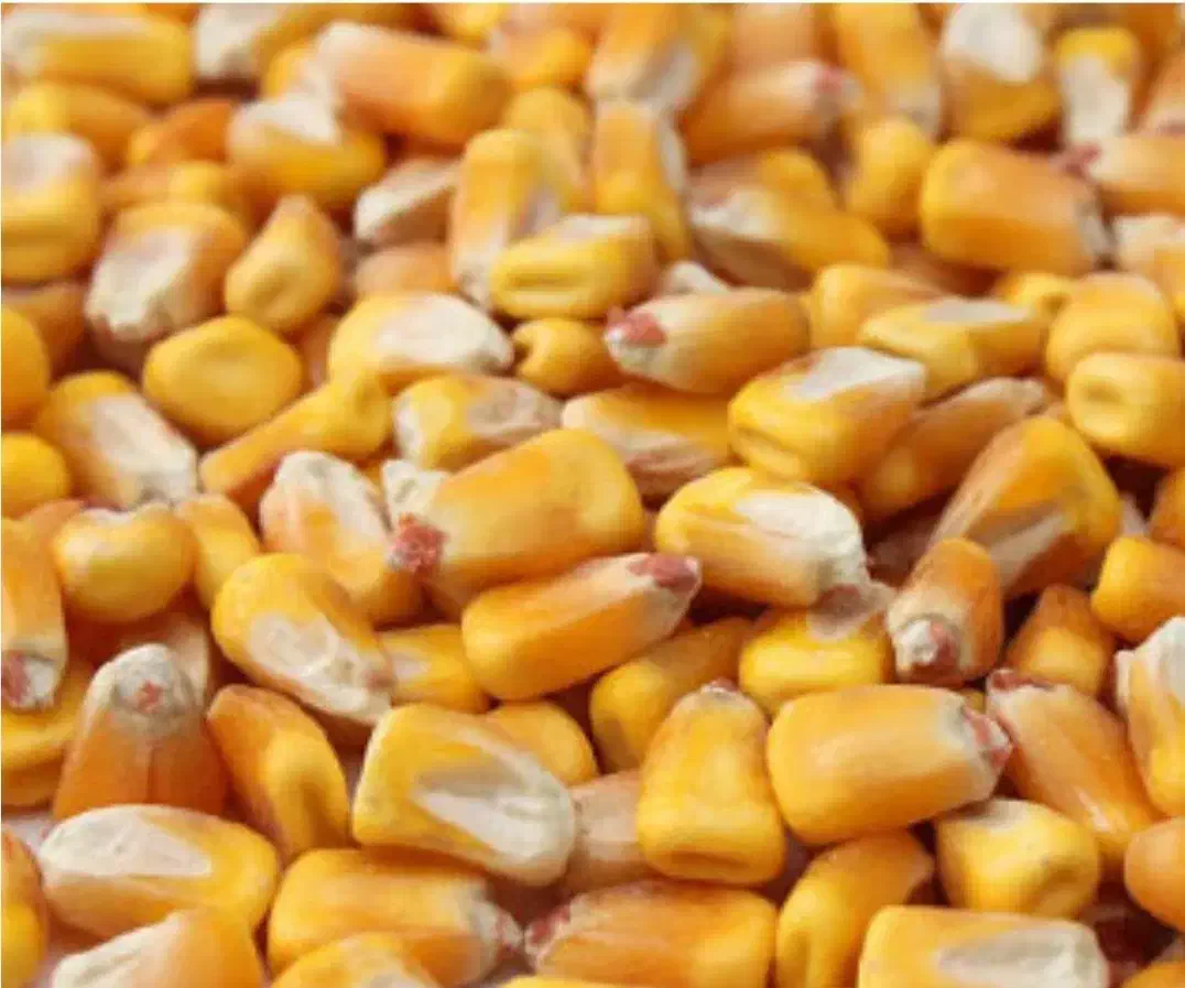 حمل بار سایپاکمپرسی|خدمات حمل و نقل|سقز, |دیوار