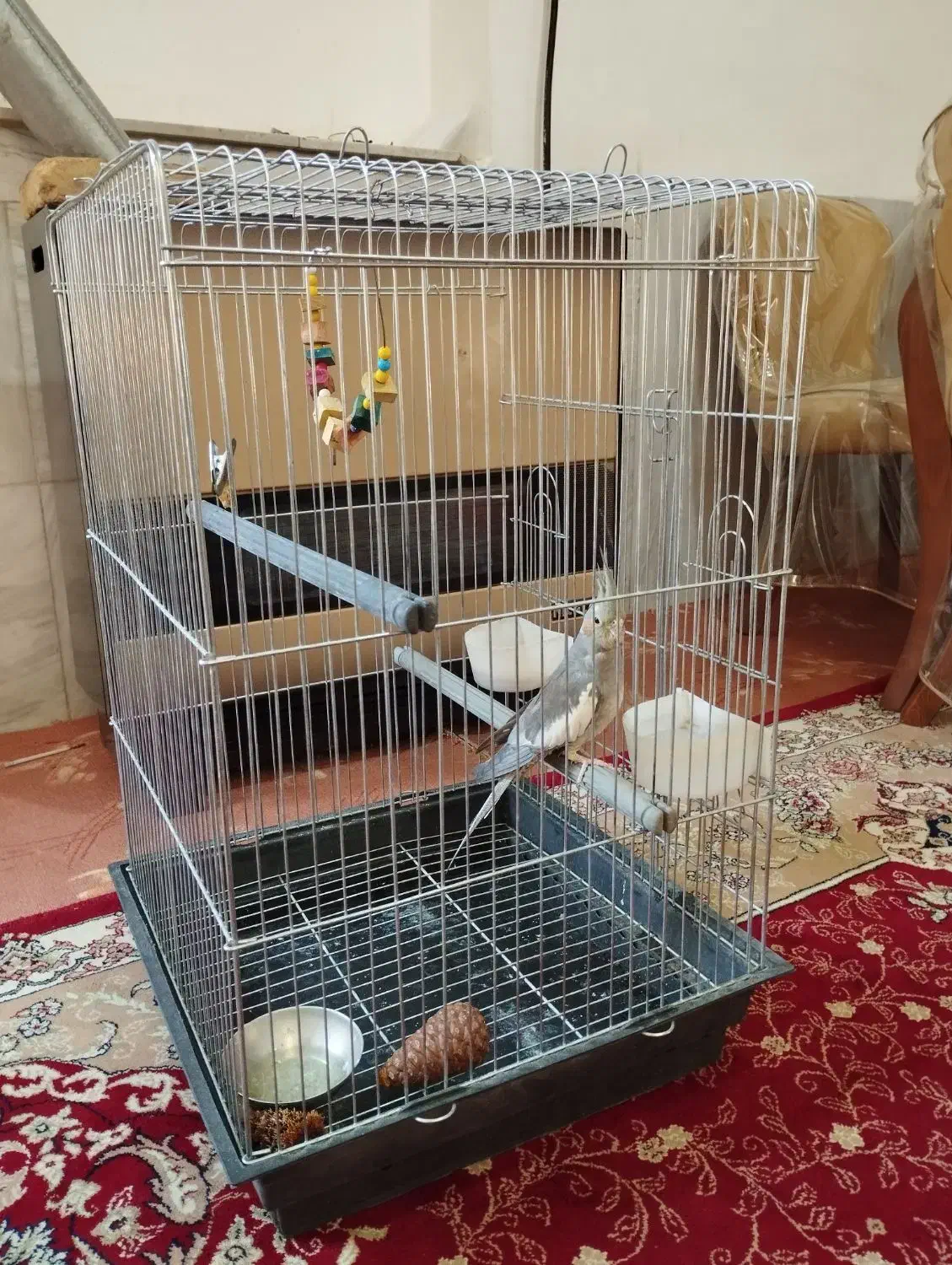 پرنده|پرنده|بروجرد, |دیوار