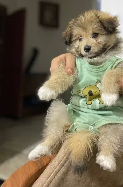 فروش پامرانین خرسی اصیل آموزشدیده با وسایل|سگ|ارومیه, |دیوار