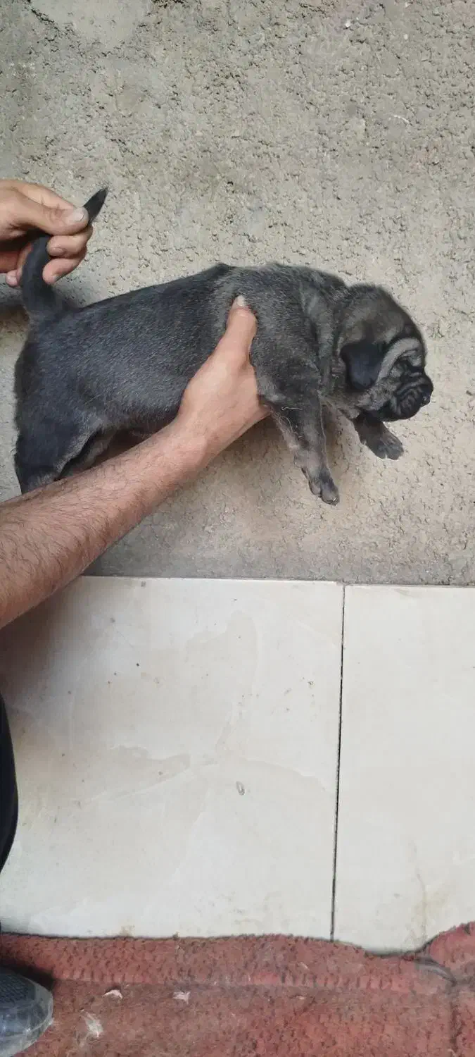 پژدر|سگ|شاهرود, |دیوار