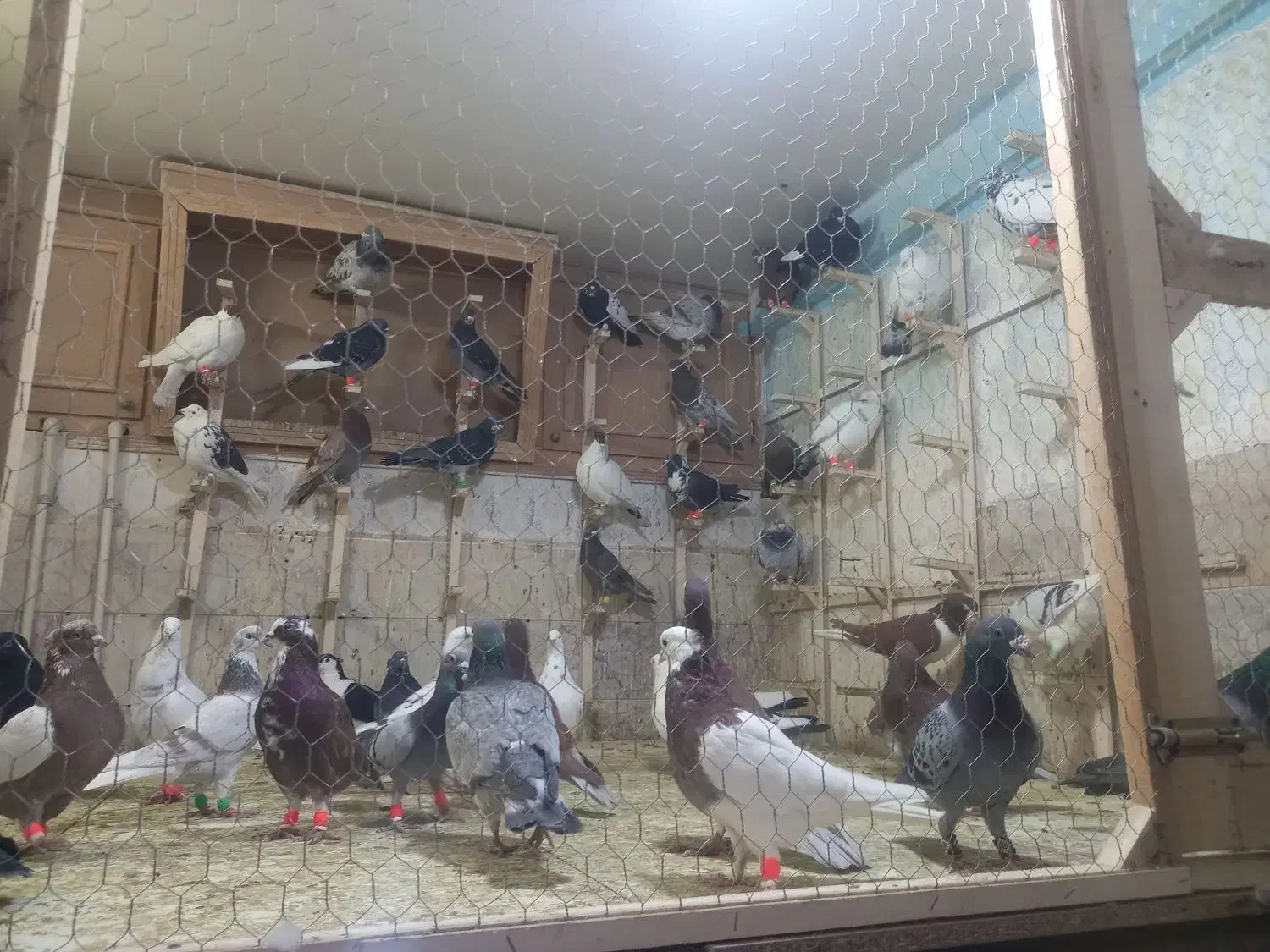 کبوتربوم|پرنده|مشهد, رده|دیوار