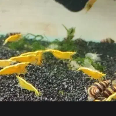 شریمپ میگو کامبارلوس ماهی پلنت گوپی حلزون|ماهی|تهران, نارمک|دیوار