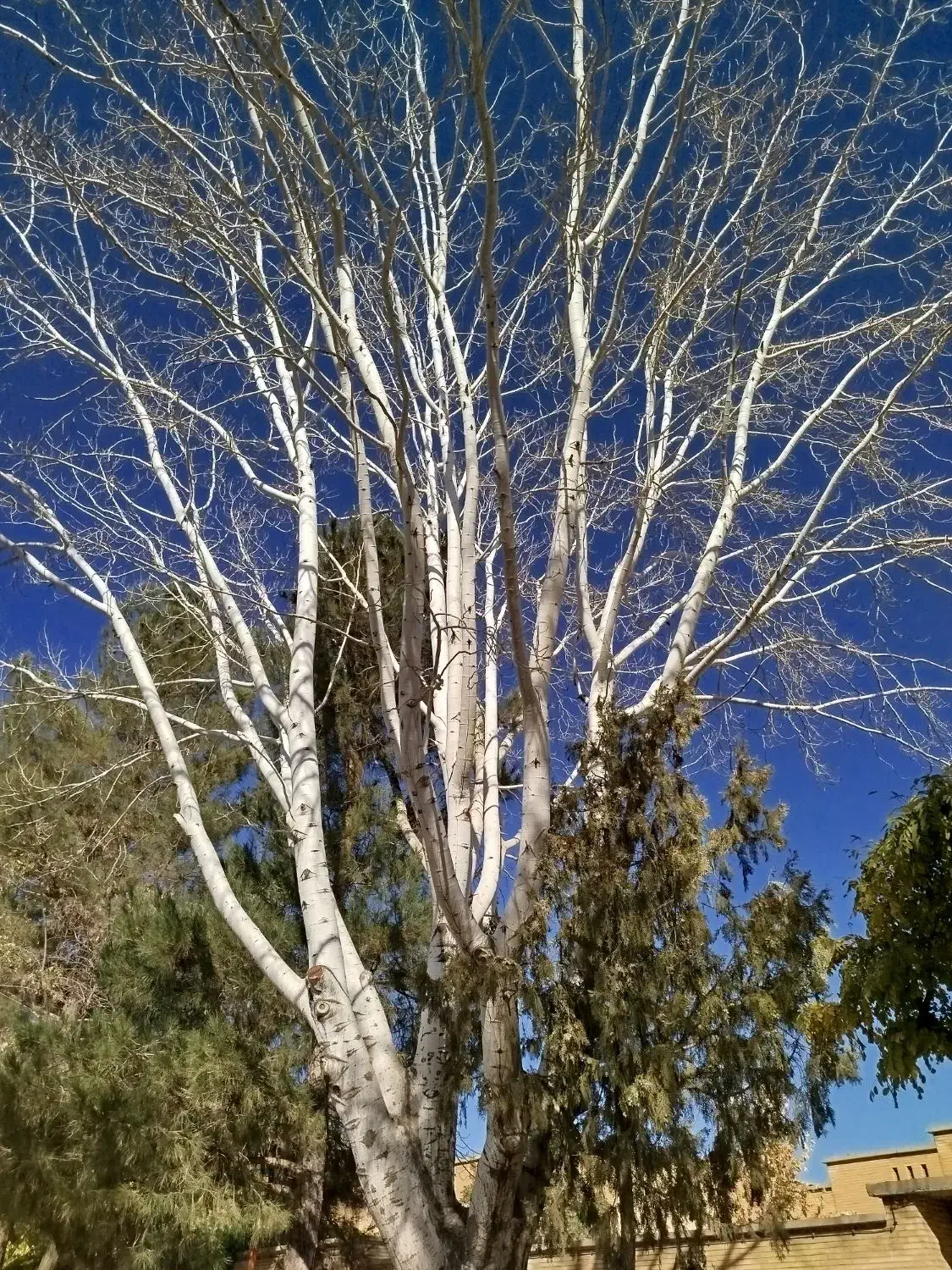 روشویی|لوازم سرویس بهداشتی|مهاجران, |دیوار