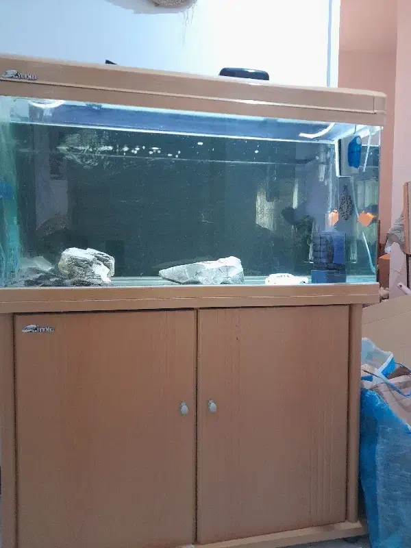 آکواریوم|ماهی|پردیس, فاز ۲|دیوار