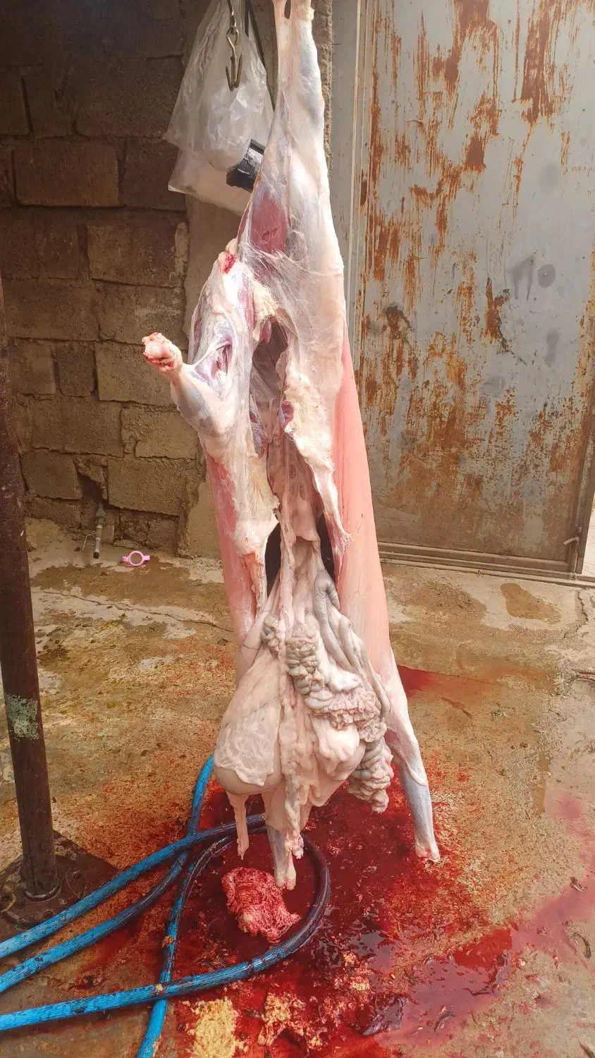 گوشت تیربز چاق کبابی بیگ چاق|خوردنی و آشامیدنی|مسجد سلیمان, |دیوار