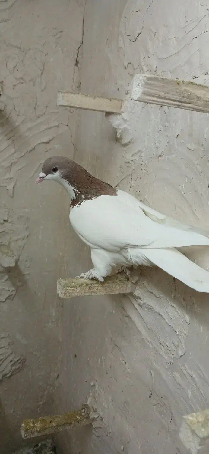 کفتر سرخ کلاغ رسمی کرباتی چپ خال سرخ|پرنده|مشهد, فریزی|دیوار